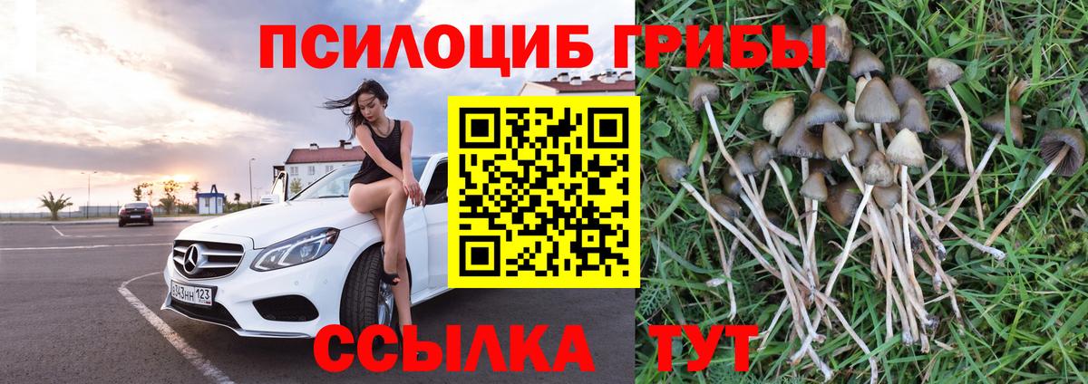 Галлюциногенные грибы Psilocybine cubensis Ишимбай